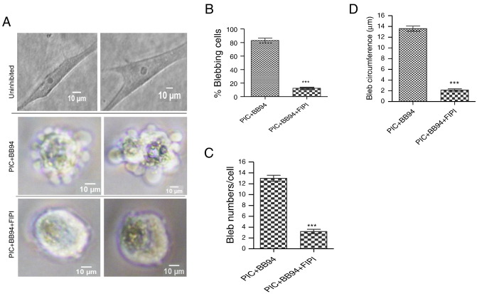 PLD2 positively regulates bleb formation